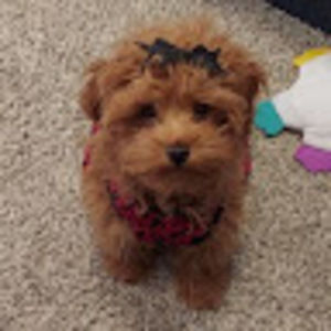 Meet your Posher, Chris